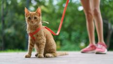 Un gato saliendo a pasear.