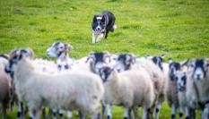 Un border collie vigila de cerca a un rebaño de ovejas.