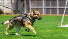 Imagen de archivo de un pastor alemán.