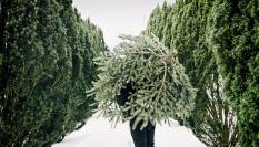 Imagen de una persona comprando un abeto para poner de árbol de Navidad.