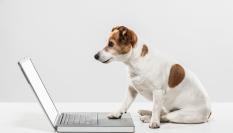 Un perro frente a un ordenador.
