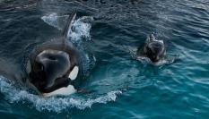 Wikie y Keijo en una exhibición de Marineland en 2013.