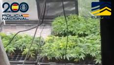 El cultivo de marihuana se realizaba bajo tierra.