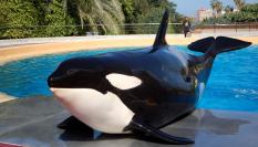 La orca Morgan