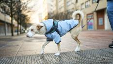 Una persona paseando un perro.