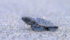 Imagen de archivo de una tortuga.