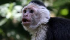 Mono capuchino cara blanca