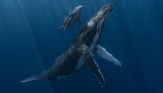 La fotografía de la ballena jorobada junto a su cría que ha convertido en Fotógrafo Subacuático del Año al español Álvaro Herrero
