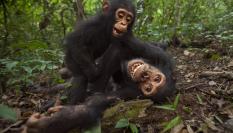 Dos chimpancés jugando.