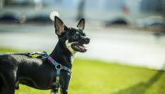 Un chihuahua en el parque.