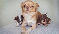 Retrato familiar de una chihuahua y sus dos cachorros