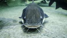 Imagen de archivo de un siluro.