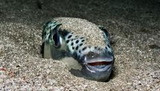 Imagen de archivo de un ejemplar de pez globo ('Lagocephalus sceleratus'), en el Mediterráneo.