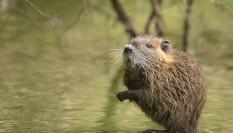 Imagen de archivo de un ejemplar de rata almizclera ('Ondatra zibethicus').