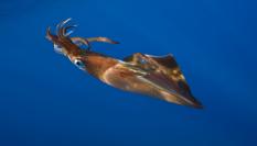 Imagen de archivo de un calamar.