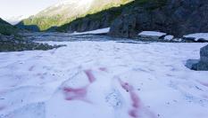 Imagen de archivo del fenómeno conocido como 'nieve de sandía', en Alaska (EEUU).