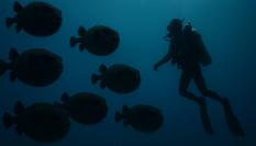 Imagen creada con IA de peces globos.