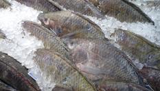 Tilapia, en una imagen de archivo.