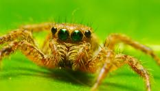 Imagen de archivo de un ejemplar de araña cebra ('Salticus scenicus').