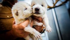 Los dos cachorros de lobo huargo, Rómulo y Remo, creados por Colossal Biosciences.