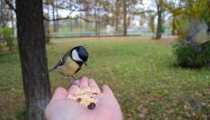 Una persona, con la mano llena de alpiste, le da de comer a un pájaro.