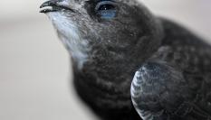 Imagen de archivo de un ejemplar de vencejo común ('Apus apus').