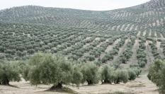 Un olivar de Jaén