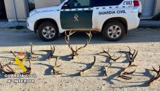 La Guardia Civil interviene en Burgos 12 cornamentas y un cráneo de ciervo obtenidos ilegalmente.