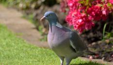 Esta es una de las mejores formas de ahuyentar a las palomas del jardín