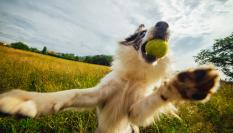 Un perro, jugando con una pelota