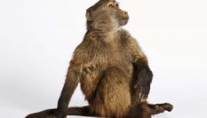 Imagen de archivo de un mono.