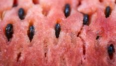 Plano detalle de una sandía.