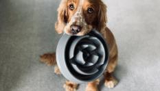 Un perro con su comedero.