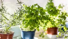 Plantas de jardín, en una imagen de recurso