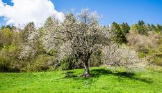 Un cerezo histórico en Italia