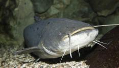 Imagen de archivo de un ejemplar de pez gato, un siluro.