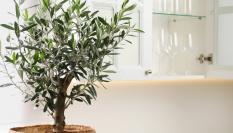 Un ejemplar de olivo, en una maceta.