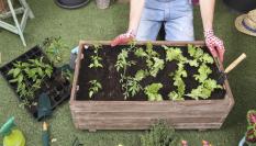 Un pequeño huerto urbano.