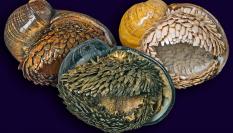 Chrysomallon squamiferum, en una imagen de archivo