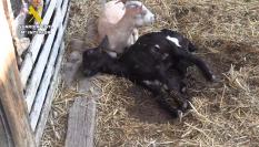 Dos de los animales que fueron hallados en los registros del SEPRONA.