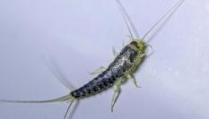 Un pececillo de plata en el suelo de un baño