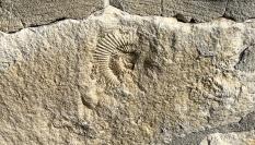 Imagen de una piedra caliza en la que se aprecia la huella de una concha fosilizada.