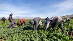 Jornaleros trabajan en una granja de Estados Unidos.