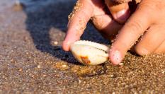 Imagen de archivo de una mano cogiendo una concha en la playa.
