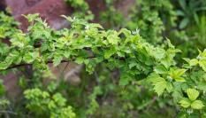 Ejemplar del perejil de Mategazza, en una imagen de archivo.