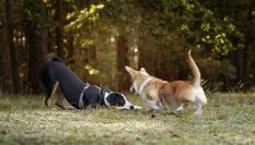 Dos perros jugando en la hierba, terreno habitual para las garrapatas en verano