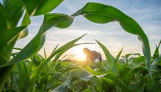 Un agricultor en un campo de maíz, en una imagen de archivo