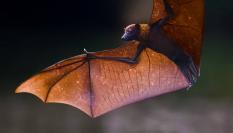 Primer plano de un murciélago frugívoro en vuelo con alas translúcidas sobre un fondo oscuro