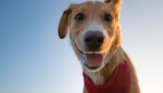 Un adorable cachorro descansa en el césped al atardecer, mirando fijamente a la cámara con una expresión juguetona. La cálida luz del atardecer resalta su pelaje, creando una escena encantadora y alegre en el parque.