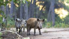 Varios jabalíes, en mitad de un bosque